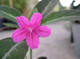 Image result for Ruellia makoyana