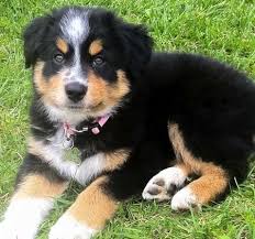 Border Collie Australian Shepherd Mix Black And Brown Wendy The Australian Shepherd Mix Shepherd Mix Puppies Australian Shepherd Mix Puppies Australian Shepherd Dogs
