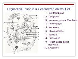 We did not find results for: Cell Structure And Function The Basic Unit Of
