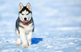 Our huskies have been having fun running around chasing each other. Husky Dog Names 175 Great Names For Your Husky