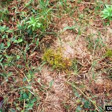 Image result for Cyperus cuspidatus
