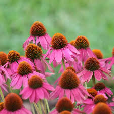 Image result for Echinacea purpurea `Magnus`