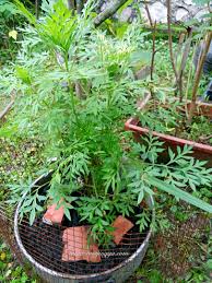 Seperti cabai rawit, cabai keriting, cabai merah, cabai ungu, cabai hijau dan sebagainya. Idea Kreatif Berkebun Di Ruang Terhad