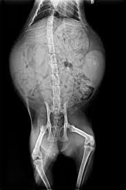 We are often able to take and develop radiographs while you wait. Cat Wikipedia