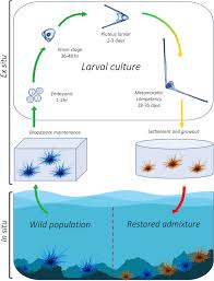 A novel system for intensive Diadema antillarum propagation as a step  towards population enhancement