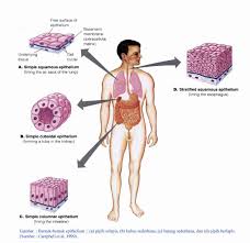 Pada komponen terdapat jaringan otot yaitu yang mengandung miosin dan filamen aktin. Jaringan Embrional Jaringan Epitel Dan Jaringan Otot Blog Biologi