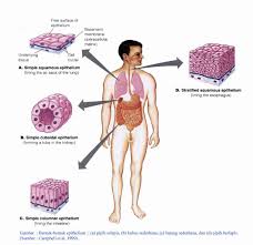 Bentuknya gelondong kedua ujungnya lancip , inti selnya di tengah, contohnya terletak pada saluran pencernaan seperti lambung. Jaringan Embrional Jaringan Epitel Dan Jaringan Otot Blog Biologi