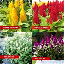 Kebun bunga celosia merasi spot selfie baru ala eropa taman bunga celosia di aceh jaya terinspirasi dari petani di posting komentar untuk gambar wisata taman bunga celosia. Jual Biji Bunga Celosia Mix Harga Murah Agro Bibit Id