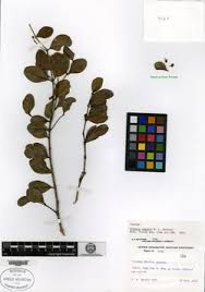 Image result for Buxus acutata