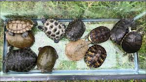 Or will they harass the poor thing? Releasing The Turtles In The Outdoor Pond Youtube