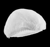 Disposable White Hair Nets Mob Cap Double Elastic Hair Cover Sized 21"