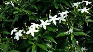 More images for how to plant jasmine vine » How To Grow Star Jasmine Vine Evergreen Vine Guzman S Greenhouse