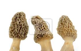 Smażymy na oleju w wysokiej temperaturze, tak aby nie straciły wody. Fototapeta Trzy Zolte Grzyby Smardze Na Wymiar Zolty Charakter Grzyb Redro Pl