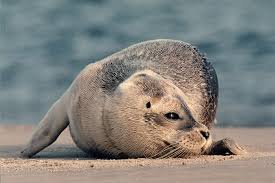 In der südlichen nordsee, etwa vor schweden, dänemark, deutschland und den niederlanden ist der schwertwal seltener, dasselbe gilt für die ostsee. Seehunde An Der Nordsee Auf Der Sandbank Wird Es Eng Gesellschaft Faz