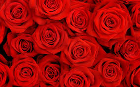 Choose from hundreds of free red wallpapers. Rose Desktop Wallpapers Top Free Rose Desktop Backgrounds Wallpaperaccess