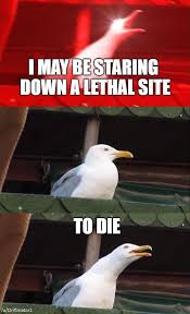 Maybe you would like to learn more about one of these? Reverse Seagull Meme Avengedsevenfold