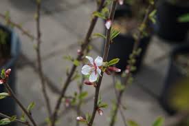 They will grow 6 to 10 feet tall and spread an equal distance, with a dense, twiggy growth habit. Pink Candles Nanking Cherry Kiwi Nurseries Ltd