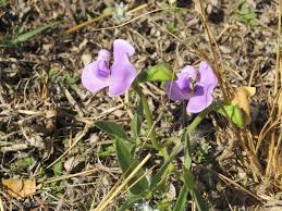 Image result for Vigna vexillata