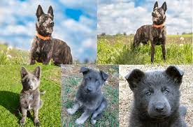 We are proud to announce that we have a litter of nine german shepherd puppies for reservation now. Blue German Shepherds History Health Behavior Care Temperament And Training Tips