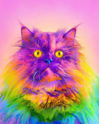 Wallpaper 3 kucing di dalam cangkir. Wallpaper Cute Cat Wallpaper Gambar Kucing Aesthetic Pinterest Novocom Top