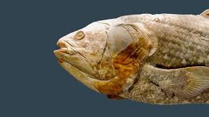 coelacanth caught in 1938 underwater fish werewolf vampire cryptozoology