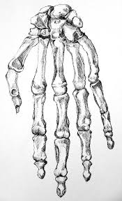 Emily Gerbig Designer Photographer Artist Skeleton Drawings Skeleton Hands Drawing How To Draw Hands
