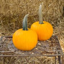 Pin On Pumpkin Everything Love Pumpkin