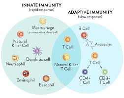 Image result for Immunity