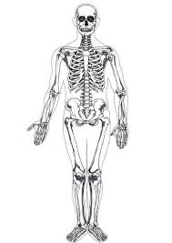 We did not find results for: Photo Human Skeleton In Human Anatomy Coloring Pages Bulk Color