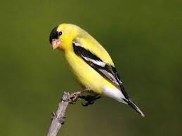Birds Of Northern Illinois Common Backyard Birds In Michigan Lists Photos Id What Birds Are In My Backyard In 2020 Backyard Birds Birds Common Birds