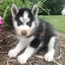 Advice from breed experts to make a safe choice. Cute Siberian Husky Puppies Petskona Com