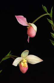 Heart Of Light Orchid Essence Phragmipedium Grouville Orchids Flower Essences Beautiful Orchids
