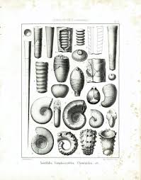 1853 Coquillages Ammonites Fossiles Nautiles Gravure Originale Etsy Clip Art Vintage Etsy Paleontology