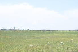 Image result for Rhynchosia zernyi