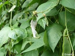 We did not find results for: Troubleshooting Pole Lima Beans Weekly Crop Update