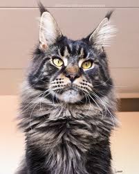 Black And White Tabby Maine Coon Pin Auf Maine Coon Cats