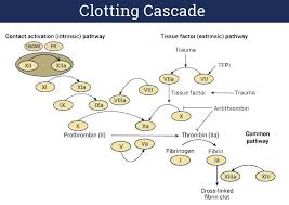 Image result for Common Clotting Pathway