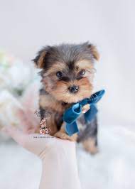The current median price for all morkie yorkteses sold is $1,572.50. South Florida Morkie Breeder Teacup Puppies Boutique