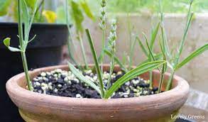 Plants For Free How To Propagate Lavender From Cuttings Lovely Greens How To Propagate Lavender Plants Growing Lavender