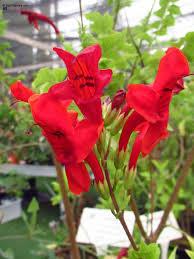 Image result for Tecomaria nyassae