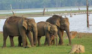 The indian elephant (elephas maximus indicus) is one of three recognised subspecies of the asian elephant and native to mainland asia. India S Complicated Relationship With Elephants In Bollywood And In The Streets Plays Out In Society