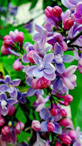 Love Purple Beautiful Flowers Lilac Flowers Pretty Flowers