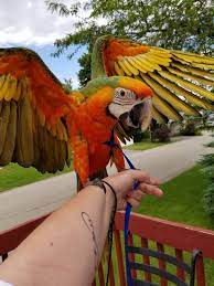 Catalina Or Harlequin - Parrot Forum - Parrot Owners Community Parrot Pet Parent Gifts Pet Birds