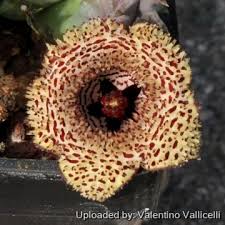 Image result for Xyris parvula