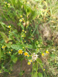 Image result for Galinsoga parviflora