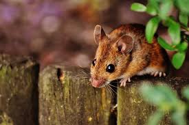 La febbre del topo è una patologia virale acuta. Germania Piu Di Mille Infetti Dal Pericoloso Hantavirus Berlino Magazine
