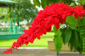 Trinidad And Tobago Unusual Flowers Trinidad Flowers
