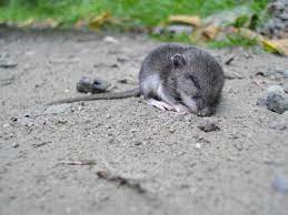 They have been feeding on kitten replacement formula for almost 1 week now and are doing really well. Baby Field Mouse Pet Mice Field Mouse Animals