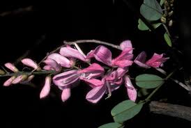 Image result for Indigofera adenoides