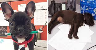 National puppy day was created by collen paige, an animal behaviorist, back in 2006. Today Is National Take Your Dog To Work Day 30 Pics Bored Panda